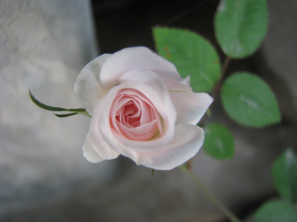 粉色玫瑰图片下载