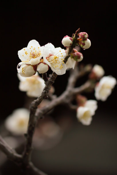 日本樱花盛开图片下载