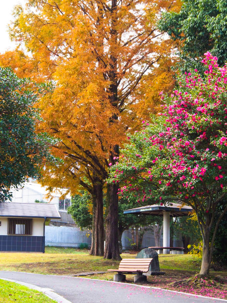 日本秋天的树背景-股票图像图片下载