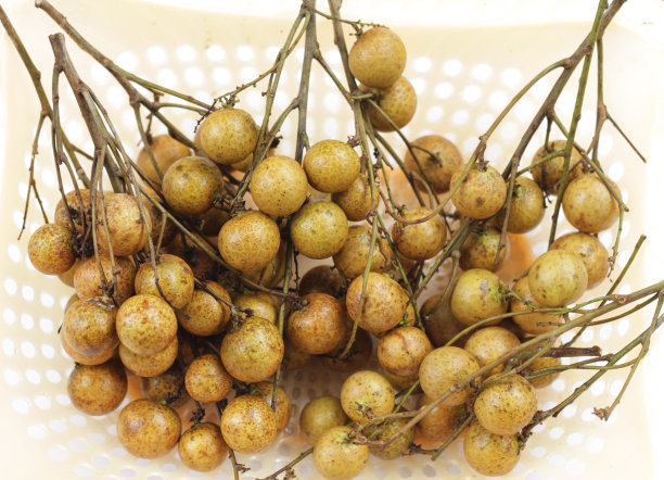 白色背景上的新鲜龙眼图片下载