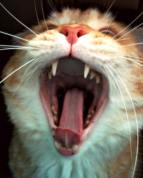 巨大的猫图片下载