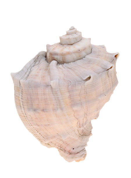 多刺的贝壳在白色的背景上图片下载