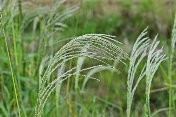 美丽的乡村图片下载