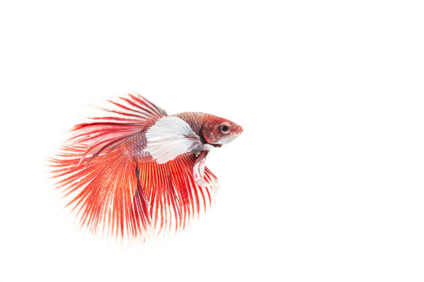 战斗的鱼图片下载