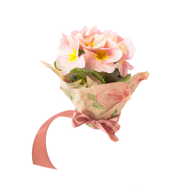 一束孤立在白色上的花。图片下载