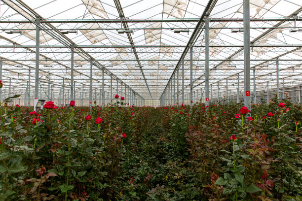 温室里的红玫瑰图片下载