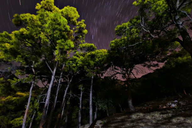 树木和晚上图片下载