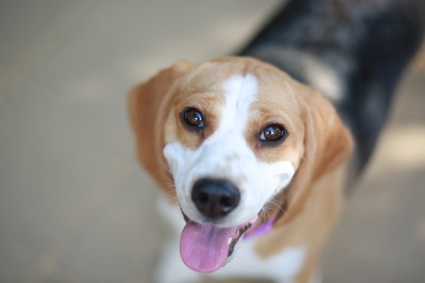 小眼睛图片下载