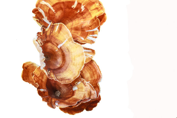 野生蘑菇图片下载