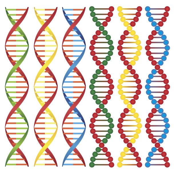分子的DNA。图片下载