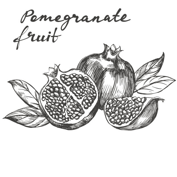 水果石榴集手绘矢量插图现实素描图片下载