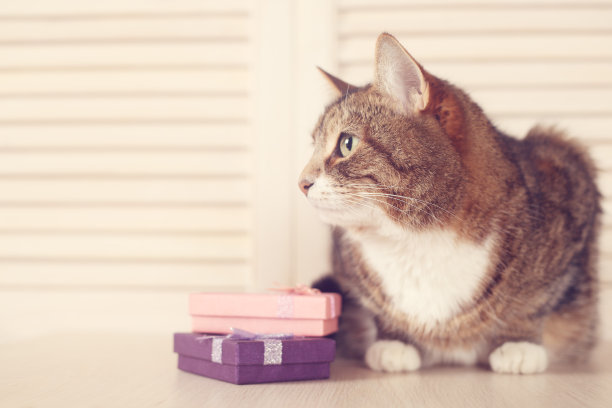 猫的礼物图片下载