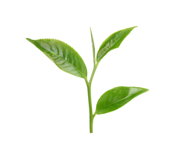 分离绿茶叶图片下载