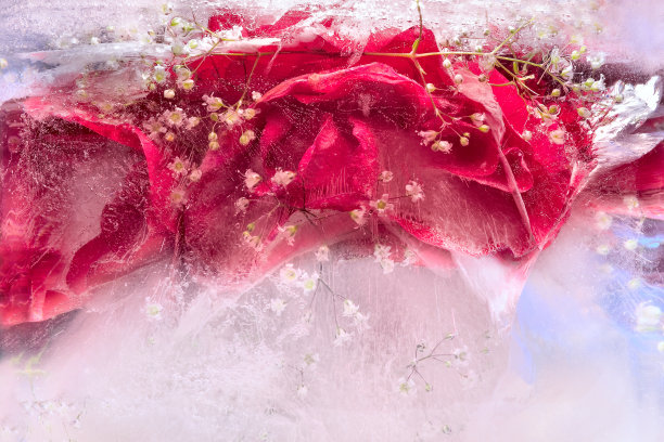 冰封的蔷薇花背景图片下载