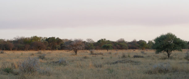 全景非洲丛林草原系列XpX图片下载