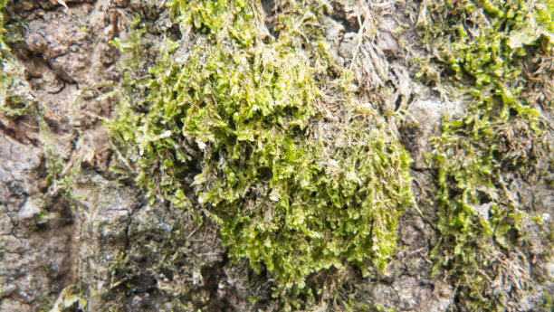 树的纹理图片下载