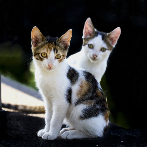 家猫，草，白色，户外，小猫图片下载