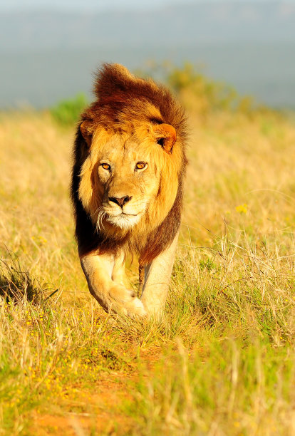 一头低着头在大草原上行走的狮子图片下载