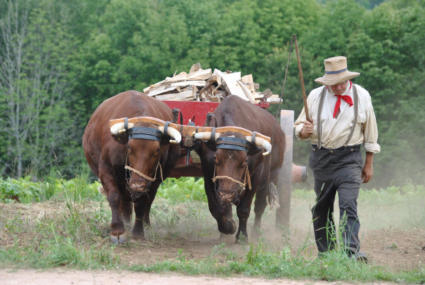 牛队与司机图片下载