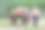 牛队与司机图片下载