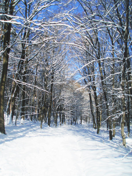 冬天的风景有雪和树图片下载