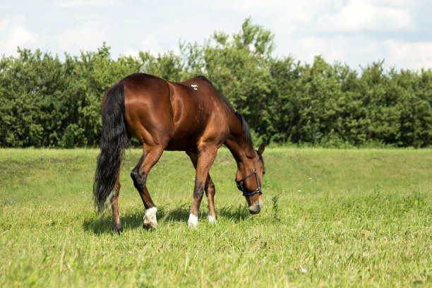 马吃青草图片下载
