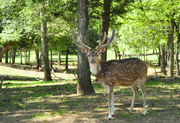 轴的鹿图片下载