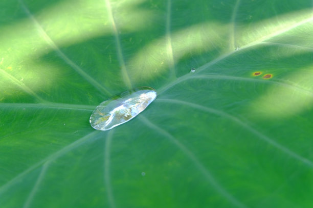 滴在芋头或椰子叶上图片下载
