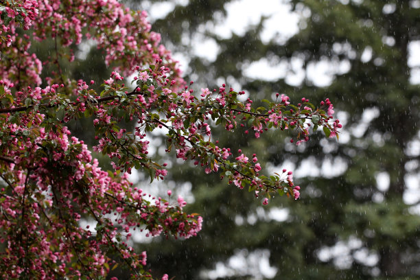 雨中的樱花图片下载