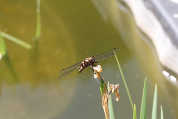 蜻蜓图片下载