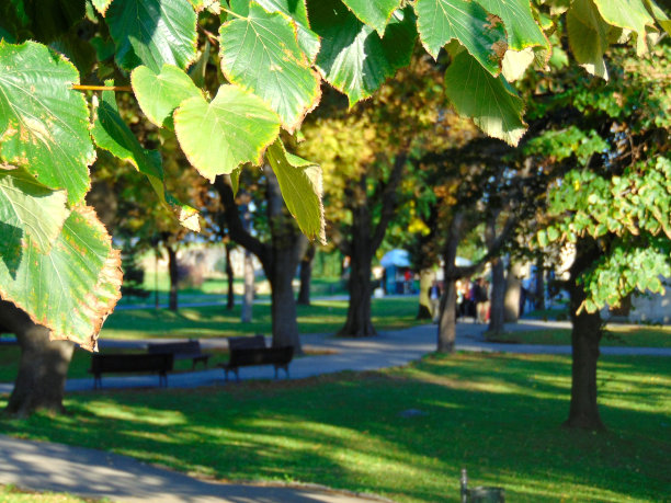 秋天的落叶图片下载