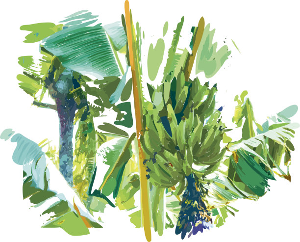 香蕉树图片下载