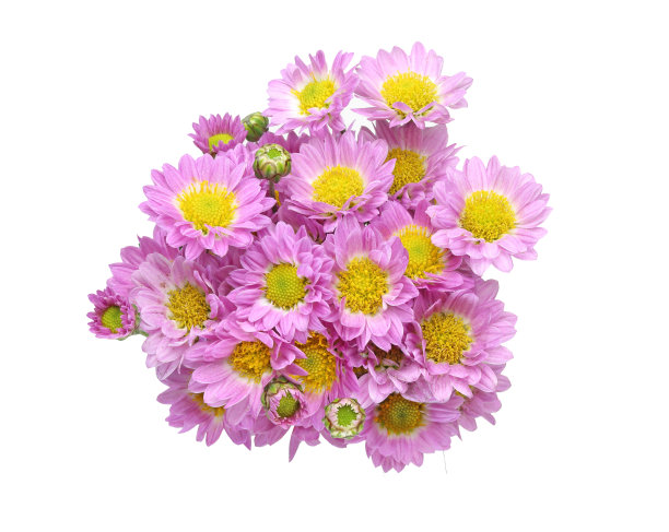 束菊花图片下载