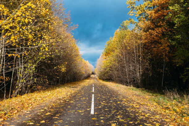 在阳光明媚的日子里，穿过秋天森林的开放道路小径图片下载