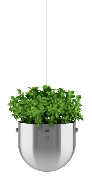 植株在挂钵上孤立在白色背景上图片下载