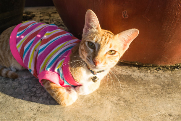 猫穿着衣服躺在阳光下图片下载