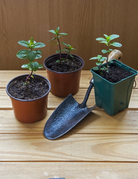 把插枝放在花盆里，用泥铲-巧克力薄荷香草。图片下载