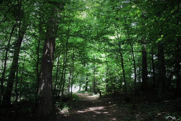 绿色淤泥图片下载