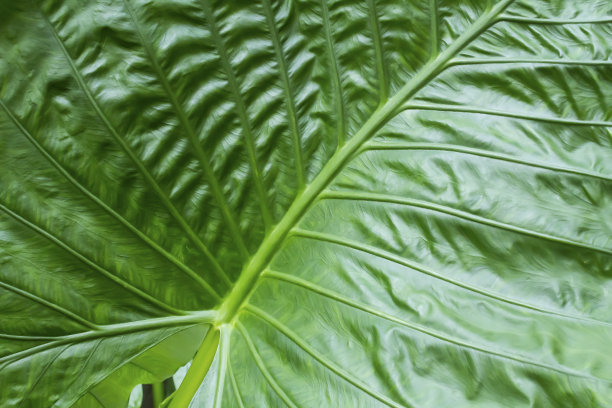 纹理大的绿色热带叶子图片下载