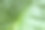 纹理大的绿色热带叶子图片下载