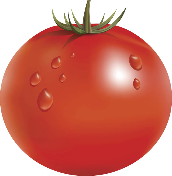 大红熟新鲜番茄矢量图图片下载