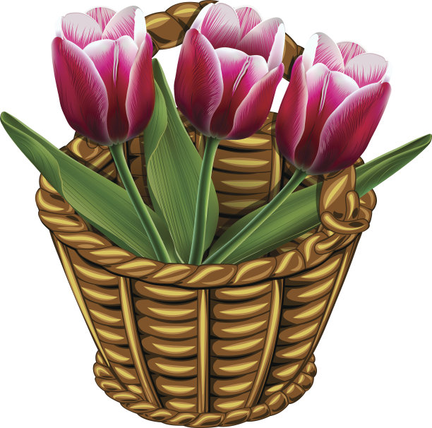 柳条篮子，上面插着三朵粉色郁金香图片下载