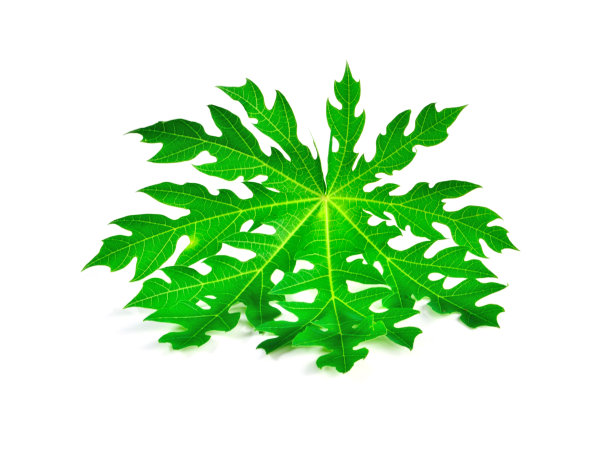 绿叶孤立图片下载