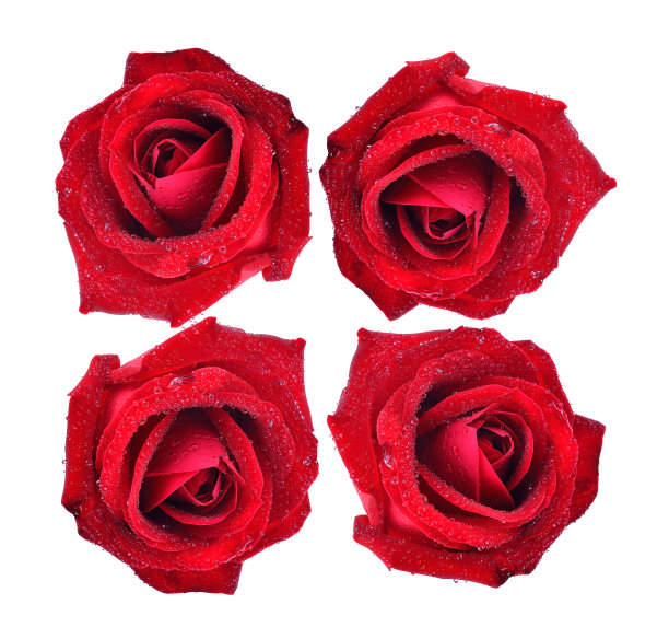 鲜红的玫瑰，在白色的表面有孤立的喷雾图片下载