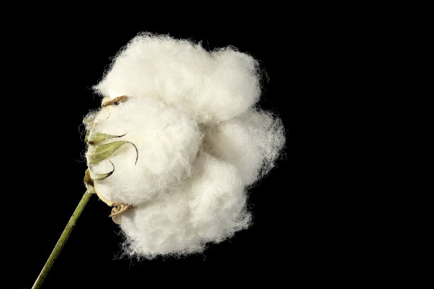 棉花球图片下载