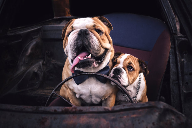 牛头犬在车里图片下载