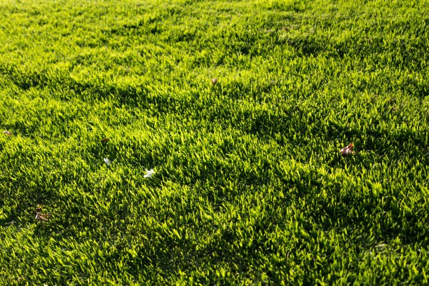 叶子，花和草图片下载