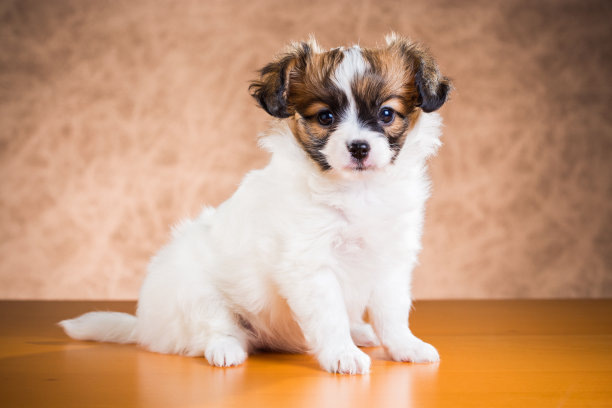 可爱的魔小狗图片下载