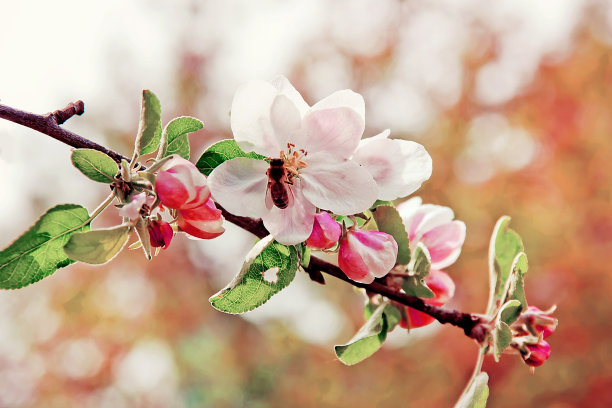 春天的花的背景图片下载