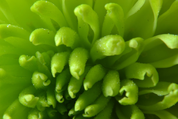 绿色的树叶图片下载